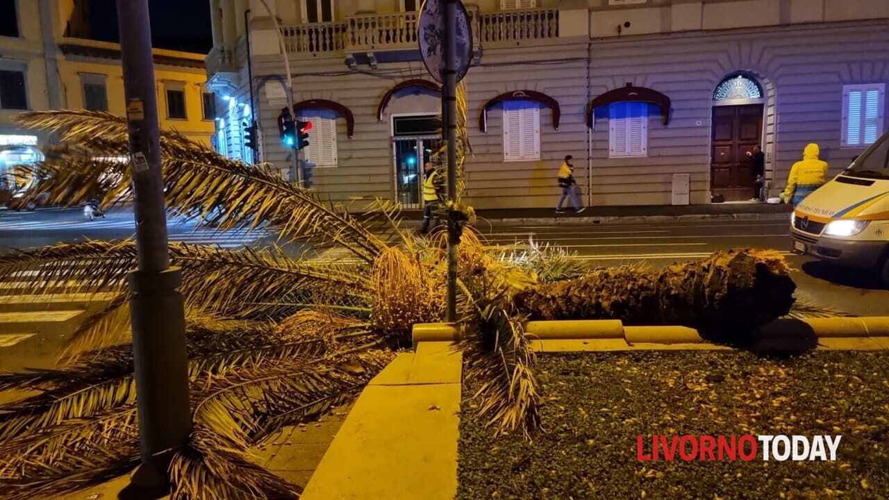 Vento forte e mareggiate causano crollo palma, viale Italia chiuso