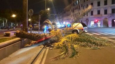 Vento violento causa crollo di palma in viale Italia durante maltempo.