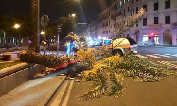 Palma nel viale Italia crolla durante forte maltempo