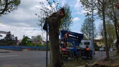 Pistoia, potatura alberi critica