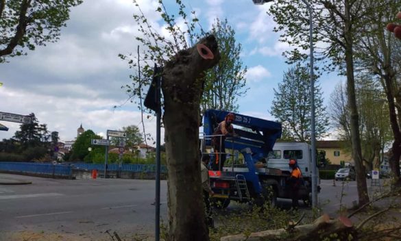 Pistoia, potatura alberi critica