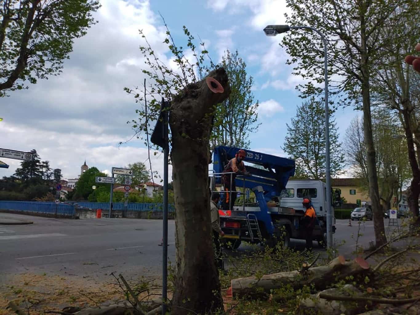 Pistoia, potatura alberi critica