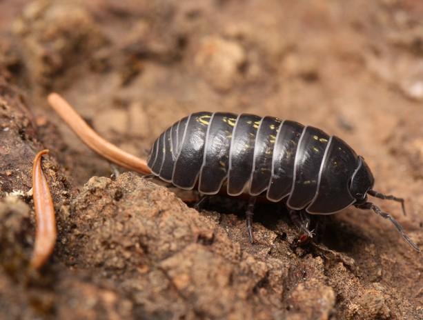 Porcellini di terra, microorganismi utili, abitano il suolo e favoriscono la crescita delle piante.