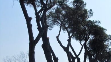 Potatura rischiosa dei pini sull'Aurelia li rende pericolosi, un riassunto tra 55 e 65 caratteri.