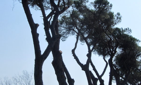 Potatura rischiosa dei pini sull'Aurelia li rende pericolosi, un riassunto tra 55 e 65 caratteri.