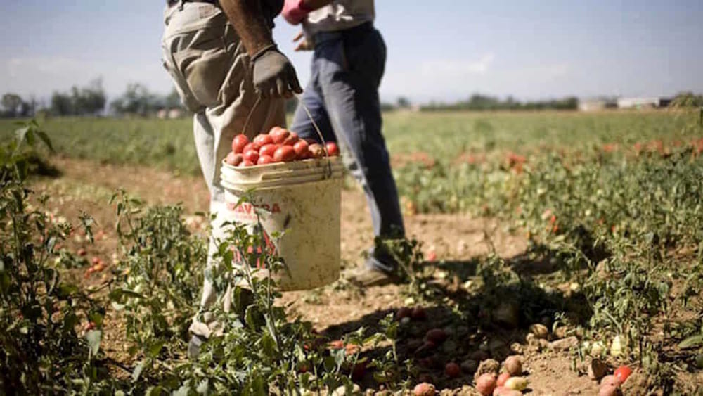 Salvaguardia agricoltura, Progetto Demetra contro sfruttamento