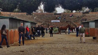 Puledri anglo arabi premiati in rassegna - Siena News