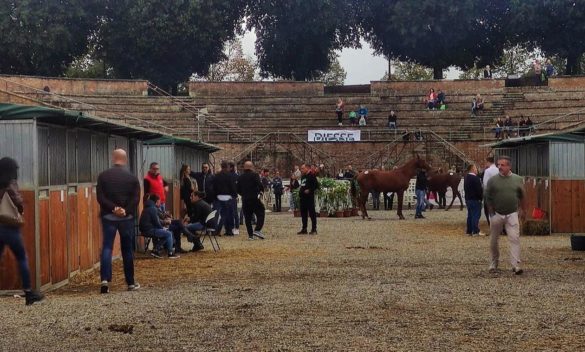 Puledri anglo arabi premiati in rassegna - Siena News