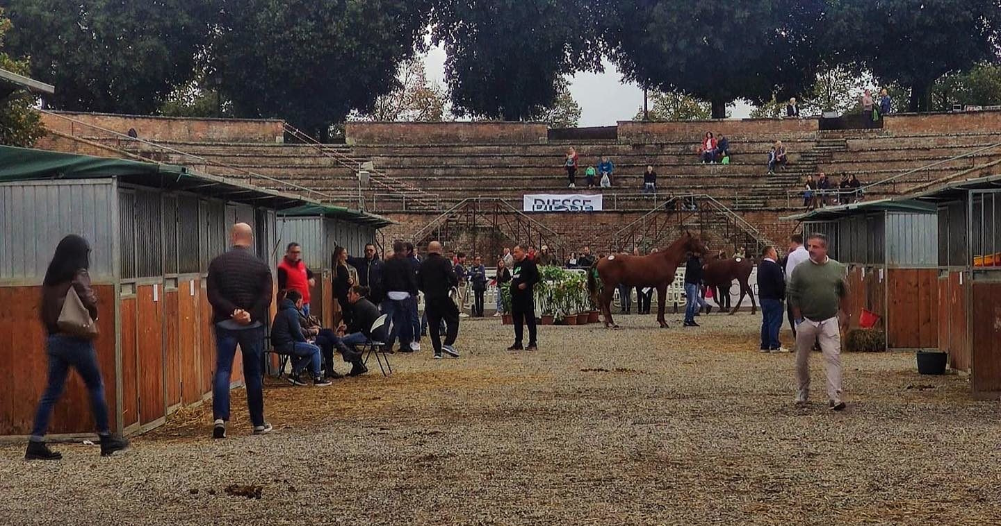 Puledri anglo arabi premiati in rassegna - Siena News