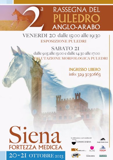 Rassegna puledro Anglo Arabo in fortezza Siena, presentato il programma.