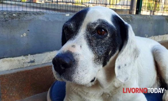 Riassumi questo titolo tra 55 e 65 caratteri Elba, ci risiamo. Cane si ammala di sera e muore, "Dov'è l'assistenza h24?"