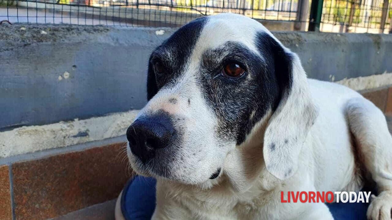 Riassumi questo titolo tra 55 e 65 caratteri Elba, ci risiamo. Cane si ammala di sera e muore, "Dov'è l'assistenza h24?"