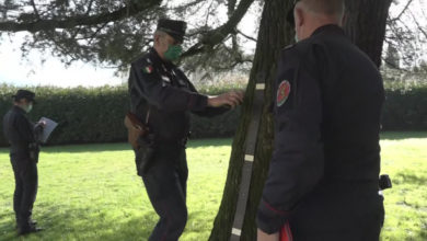 Sette alberi monumentali a Pistoia, nuove notizie su importanti esemplari.