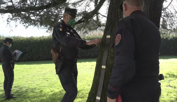 Sette alberi monumentali a Pistoia, nuove notizie su importanti esemplari.