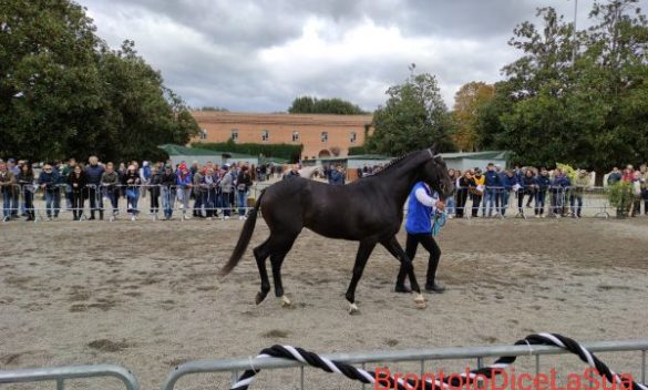 Rinnovati Theatre hosts "Anglo-Arab Foals Grand Gala" in Siena, Brontolo speaks out | News on Palio di Siena and other Italian palios