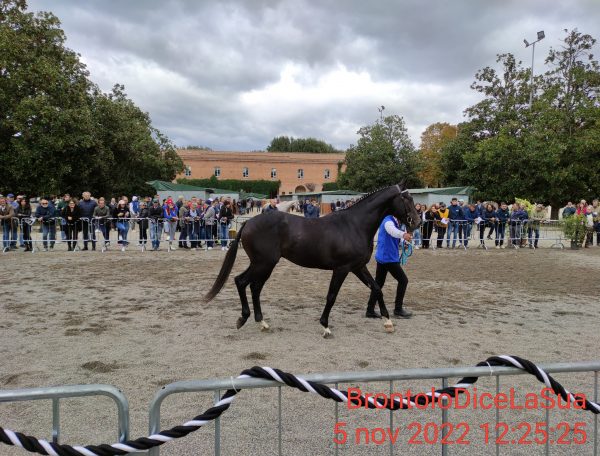 Rinnovati Theatre hosts "Anglo-Arab Foals Grand Gala" in Siena, Brontolo speaks out | News on Palio di Siena and other Italian palios