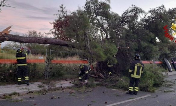Strada bloccata, albero caduto causa disagi