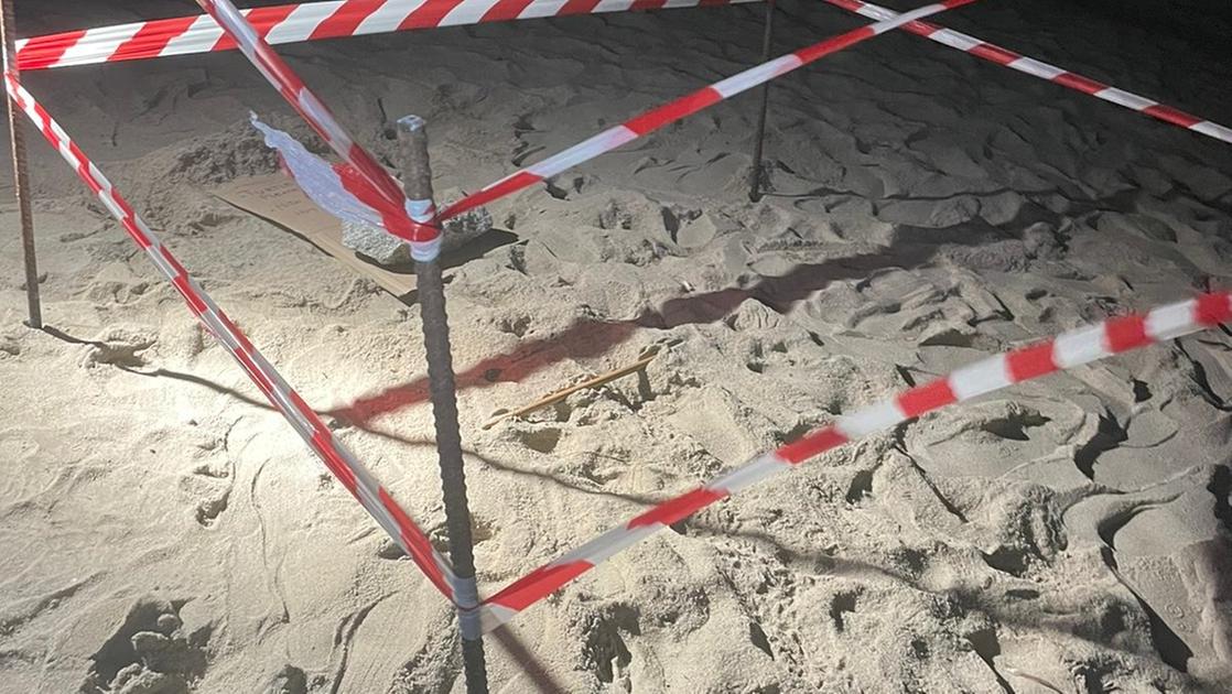 Tartarughina “dispersa” sulla spiaggia di Fetovaia, ottavo nido nel 2023 sull'isola d'Elba / Video