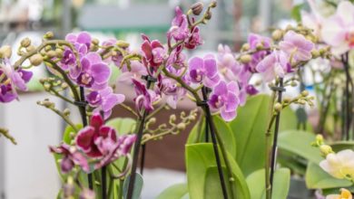 Torna a Pistoia "ORCHidea", mostra internazionale di orchidee e piante rare.