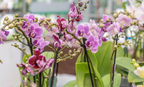 Torna a Pistoia "ORCHidea", mostra internazionale di orchidee e piante rare.