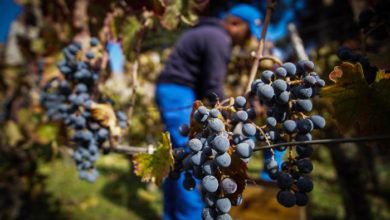 Toscana protagonista con le sue 89 etichette premiate con i Tre Bicchieri