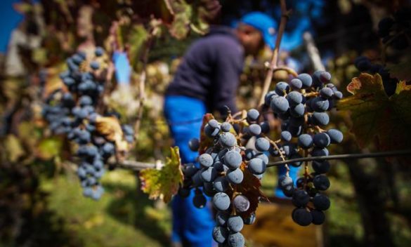 Toscana protagonista con le sue 89 etichette premiate con i Tre Bicchieri