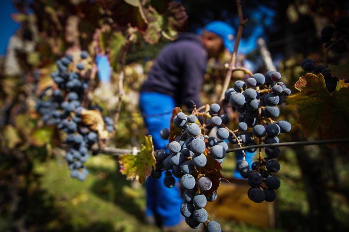 Toscana protagonista con le sue 89 etichette premiate con i Tre Bicchieri