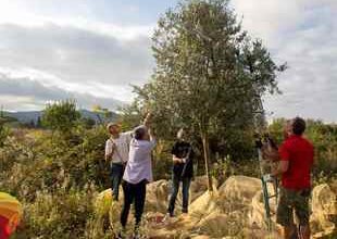 Via San Marino, ultima raccolta di olive prima della cementificazione.