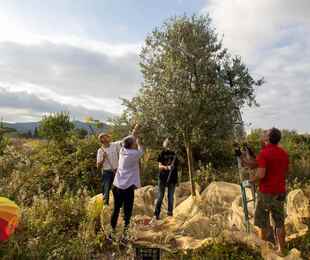 Via San Marino, ultima raccolta di olive prima della cementificazione.