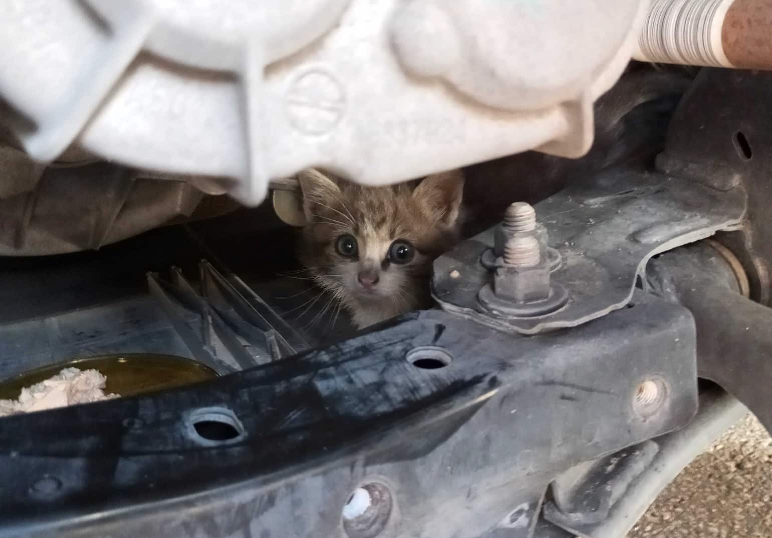 Volontari pratesi salvano gattini intrappolati nel motore d'auto.