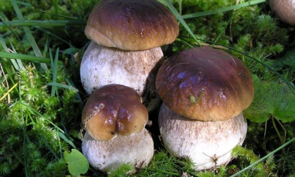 10 intossicati da funghi in breve tempo, ricoveri al San Donato. Appello Asl, "Chiedete all’ispettorato micologico"