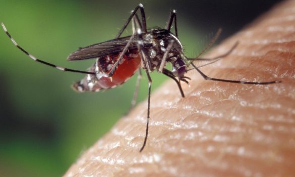 15 casi sospetti virus Chikungunya a Livorno, trasmesso da zanzara tigre. Preoccupazione anche a Firenze.