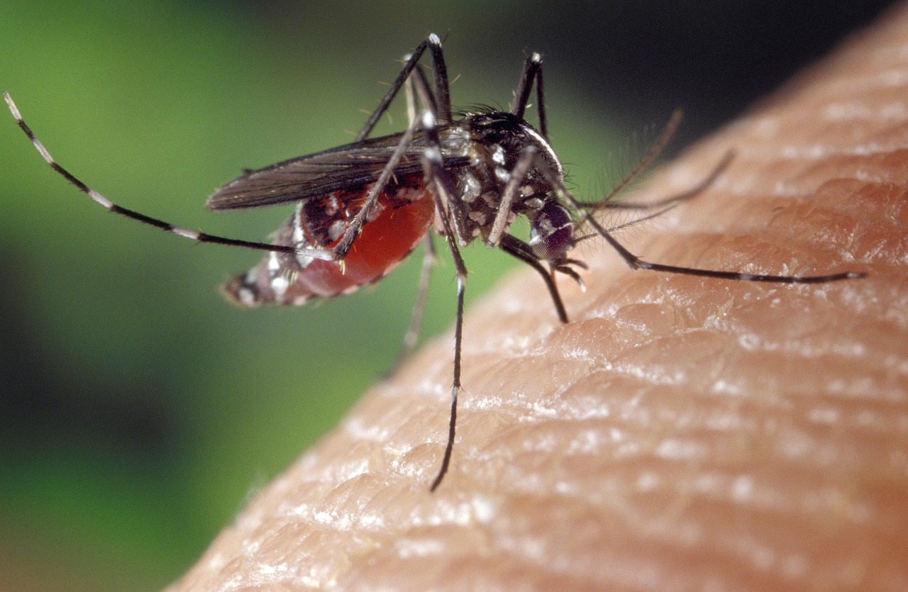 15 casi sospetti virus Chikungunya a Livorno, trasmesso da zanzara tigre. Preoccupazione anche a Firenze.