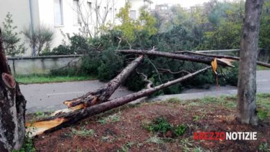 Maltempo causa danni e caduta di alberi al Pionta (foto)