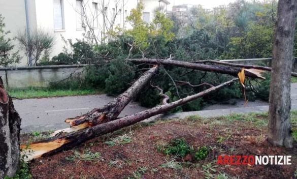 Maltempo causa danni e caduta di alberi al Pionta (foto)