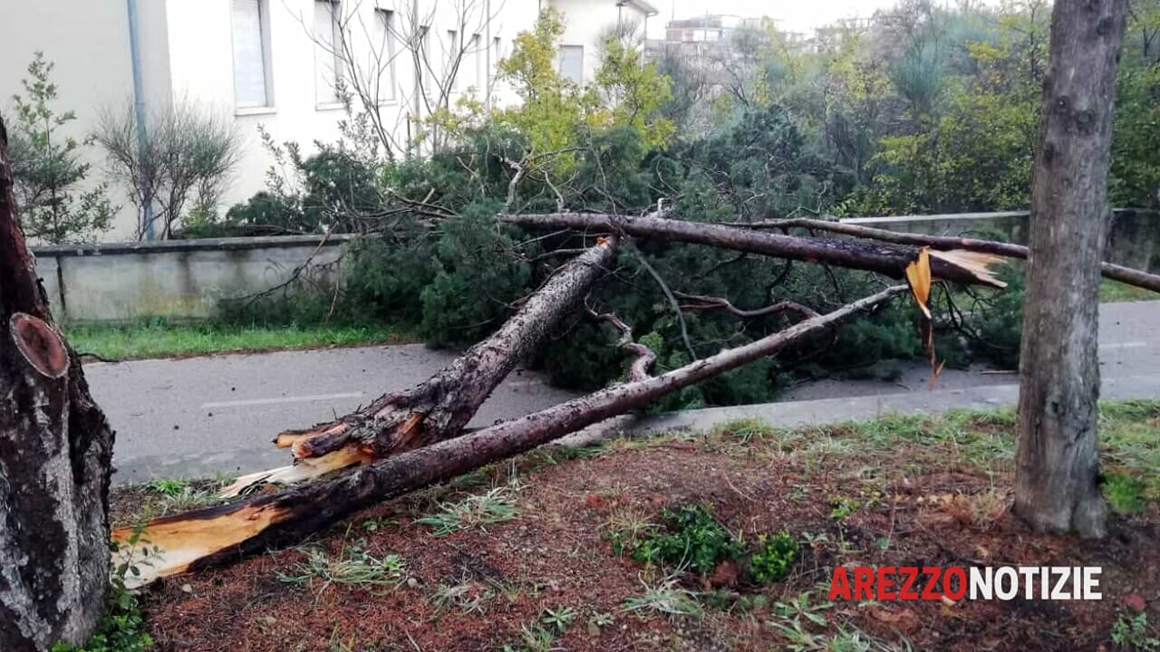 Alberi caduti e danni al Pionta a causa del maltempo.