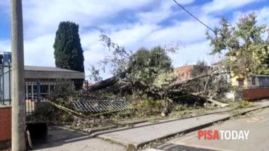 Albero abbattuto sulla scuola, danni e rischi futuri