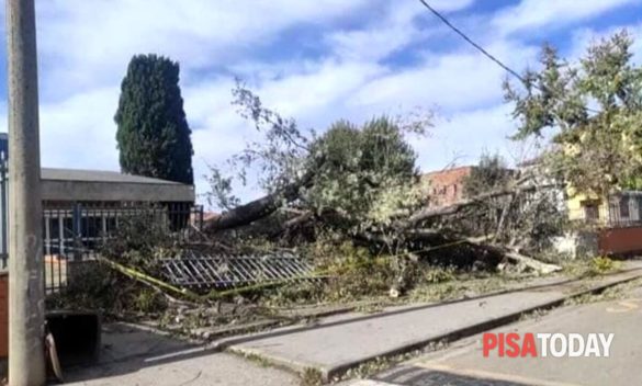 Albero abbattuto sulla scuola, danni e rischi futuri