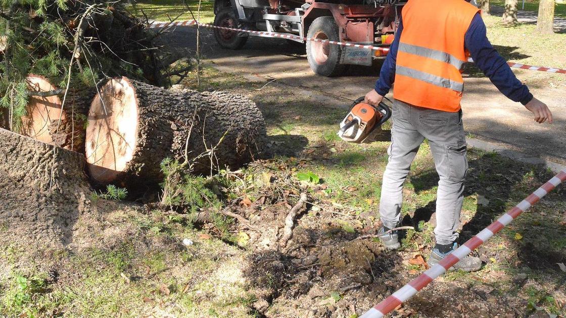 Albero cade al Giotto, crollo ex ortofrutticolo.