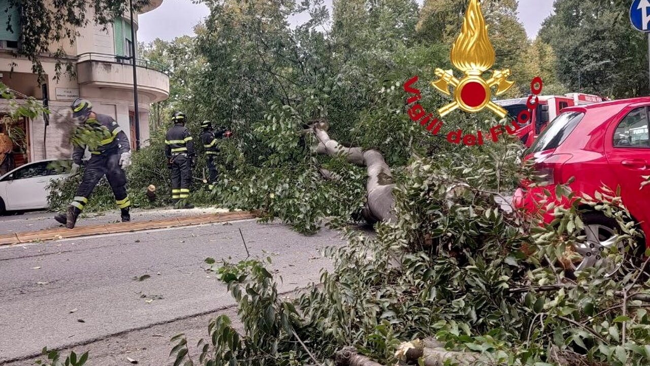 Albero cade sul viale, un pericolo in foto.