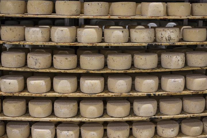 Allevatori di Siena abbandonano produzione di pecorino, attacchi lupi insostenibili.