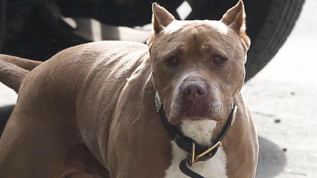 Anziana attaccata da 5 pitbull, salvata dai passanti