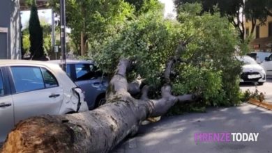 Caduto albero sfiora auto, le immagini del pericolo.