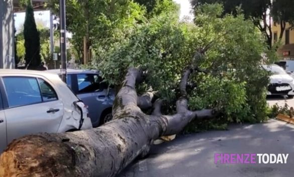 Caduto albero sfiora auto, le immagini del pericolo.