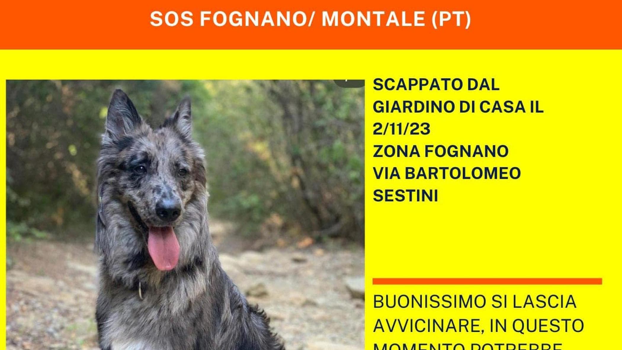 Cane smarrito a Montale durante alluvione, ricerche su social per Guapo