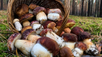 Cestino funghi porcini raccolti nel bosco