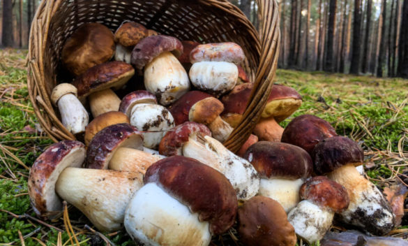 Cestino funghi porcini raccolti nel bosco