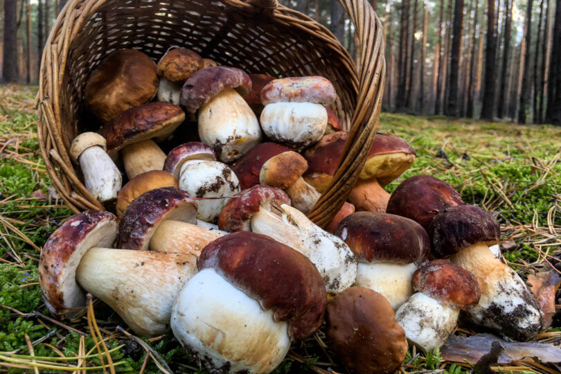 Cestino funghi porcini raccolti nel bosco