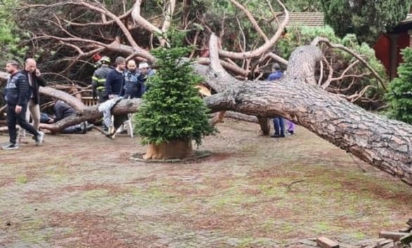 Crollo grosso pino a Pistoia su villaggio di Natale, 7 feriti.