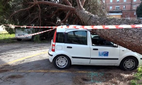 Crollo pino danneggia auto Asl a Lucca.